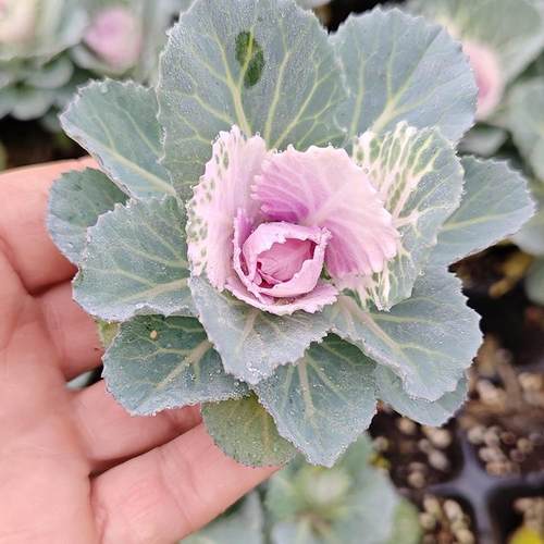 银叶菊盆栽芙蓉菊绿植室内办公