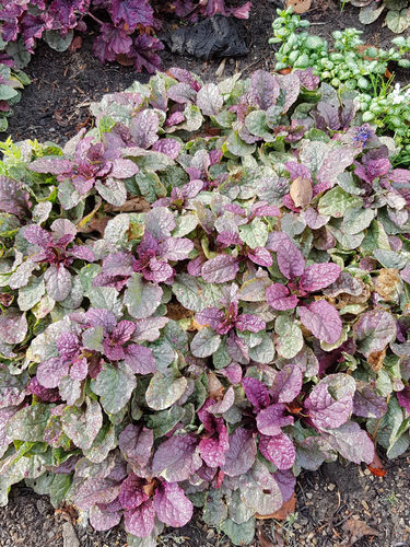 筋骨草霓虹灯紫色阔叶耐寒