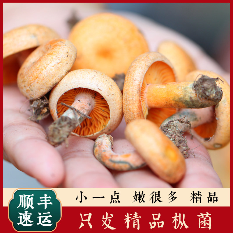 枞树菌乌枞菌寒菌三九菇松树菌黄枞菌雁来覃雁鹅菌重阳菌新鲜野生