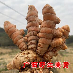 广西野生姜黄新鲜云南小黄姜红姜现挖药用黄姜种产调节月子咖喱姜