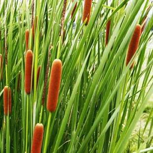 【抢】野生香蒲棒、水蜡烛,香肠棒、驱蚊香棒装饰花瓶泡酒香蒲