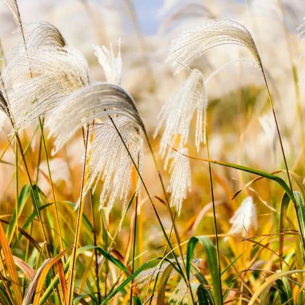 【正品50支】芦苇干花天然芦苇干花客厅摆设花落地干花野外采摘