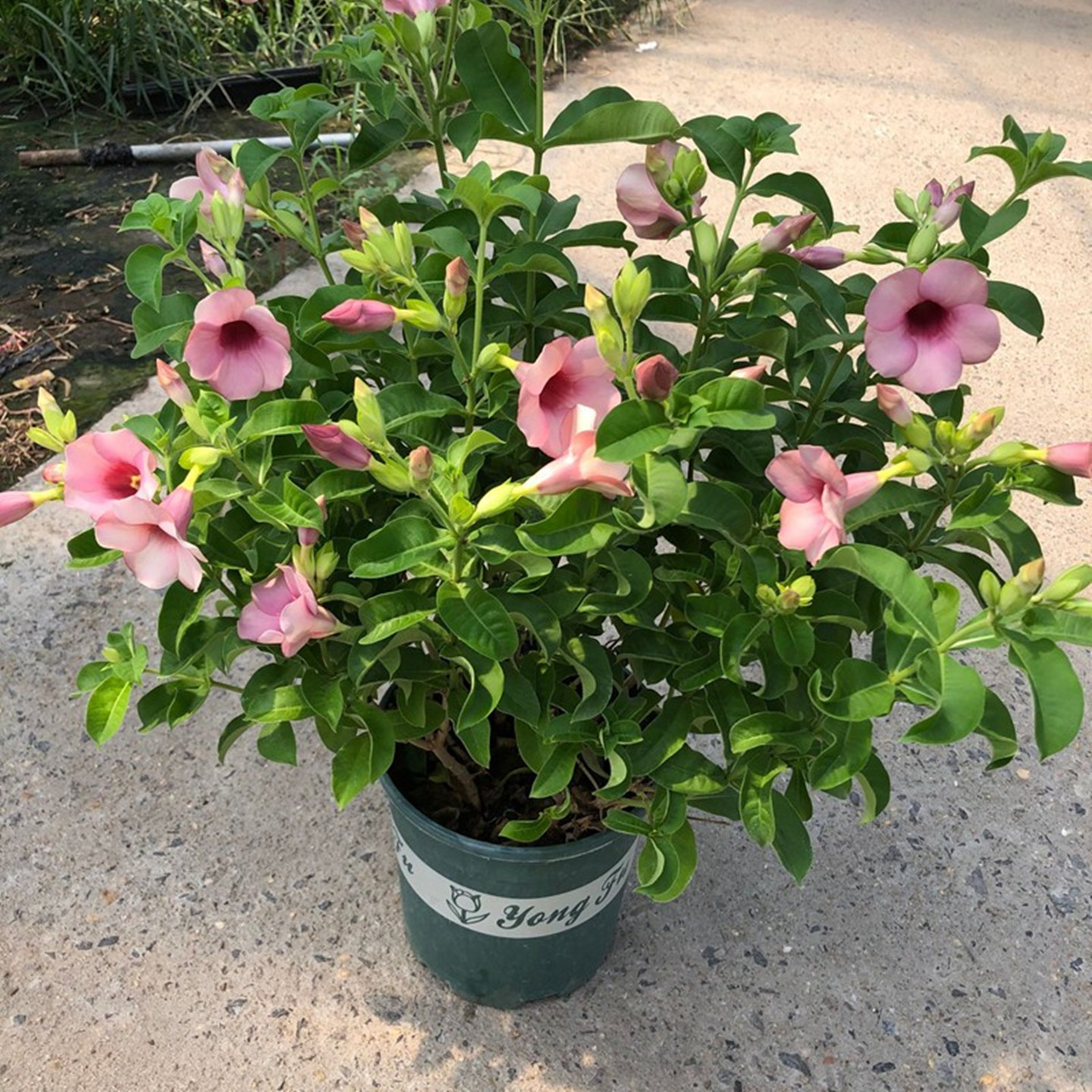 紫蝉黄蝉棒棒糖盆栽花苗