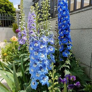 大花飞燕草花苗盆栽花镜植物阳台庭院花园地栽耐寒花卉小花飞燕草