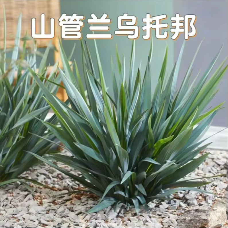 蓝叶山菅兰盆栽乌托邦庭院阳台耐热耐寒耐阴常绿盆栽庭院观叶植物