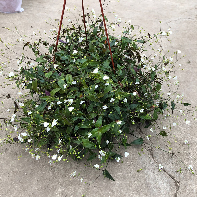 婚纱吊兰盆栽花苗室内垂吊悬挂绿植物花卉四季常青千叶吊兰