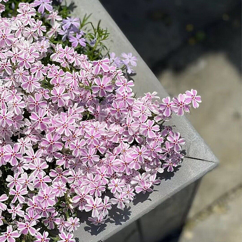 芝樱盆栽多年生矮生地被植物花园搭配造景花卉耐寒宿根花苗