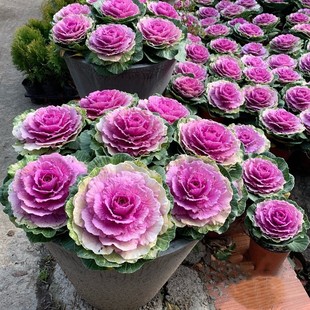 羽衣甘蓝盆栽阳台室外露天地栽花苗耐寒耐冻冬季花卉花园彩色植物