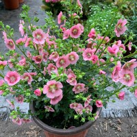 【室外花卉植物阳台