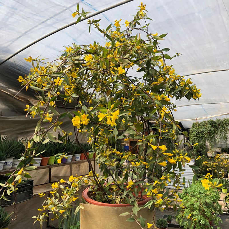 法国香水藤盆栽阳台室外爬藤攀爬植物庭院芳香花卉耐寒香水茉莉