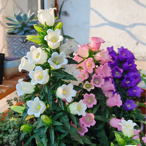 大花风铃阳台室外春天夏天