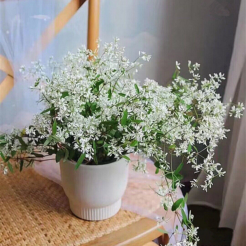飘雪盆栽花苗禾叶大戟圣诞白雪花卉白色花多年生植物易爆盆