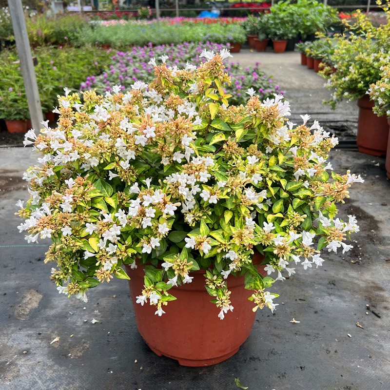 大花六道木盆栽多年生灌木耐寒耐热地栽阳台庭院花镜植物常绿矮生