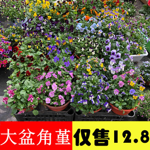 角堇盆栽花苗带花阳台庭院耐冻耐寒植物四季 花卉蝴蝶花三色堇花卉