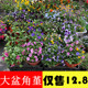 角堇盆栽花苗带花阳台庭院耐冻耐寒植物四季 花卉蝴蝶花三色堇花卉