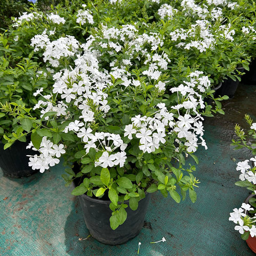 白雪花盆栽苗带花阳台室外