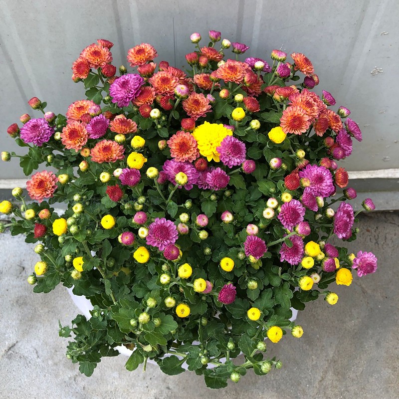 盆栽植物室外耐寒带土花卉千头菊