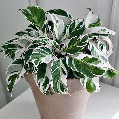 白油画竹芋客厅办公室