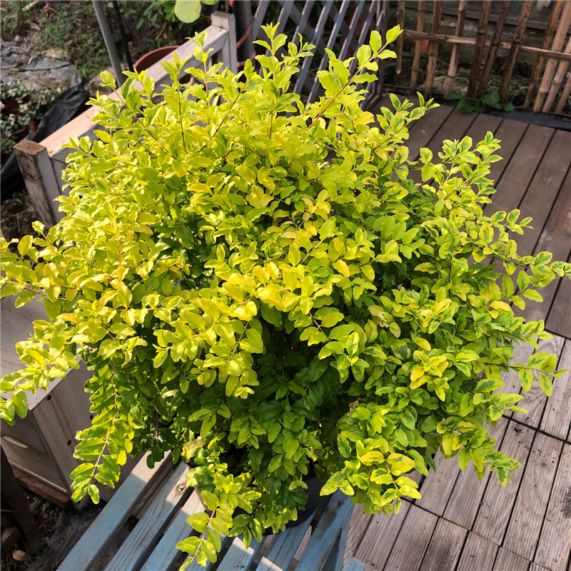 金叶女贞室外净化空气满多优惠