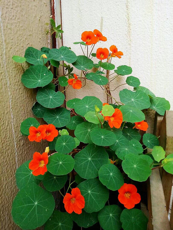 旱金莲盆栽阳台庭院爬藤植物新手好养花期长旱金莲垂吊蔓藤花苗