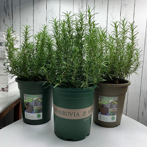 吸甲醛阳台庭院花卉四季香草植物
