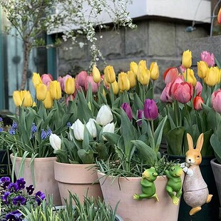 郁金香盆栽土培花苗阳台室外好养花期长荷兰进口郁金香耐寒花卉