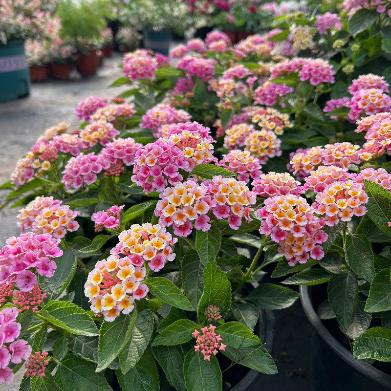 五色梅盆栽 紫色马樱丹 庭院阳台多年生夏季耐热花卉花期很长,鲜花速递/花卉仿真/绿植园艺,时令草本花卉,淘宝优惠券,粉丝福利购,淘宝优惠卷