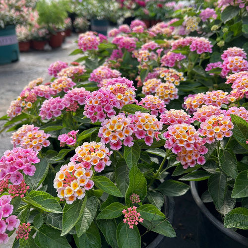 马樱丹花期很长夏季庭院