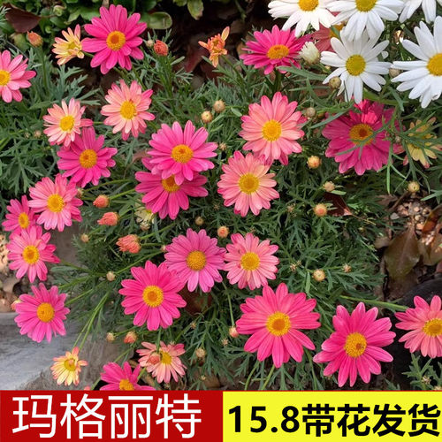 春天夏天花期长阳台室外