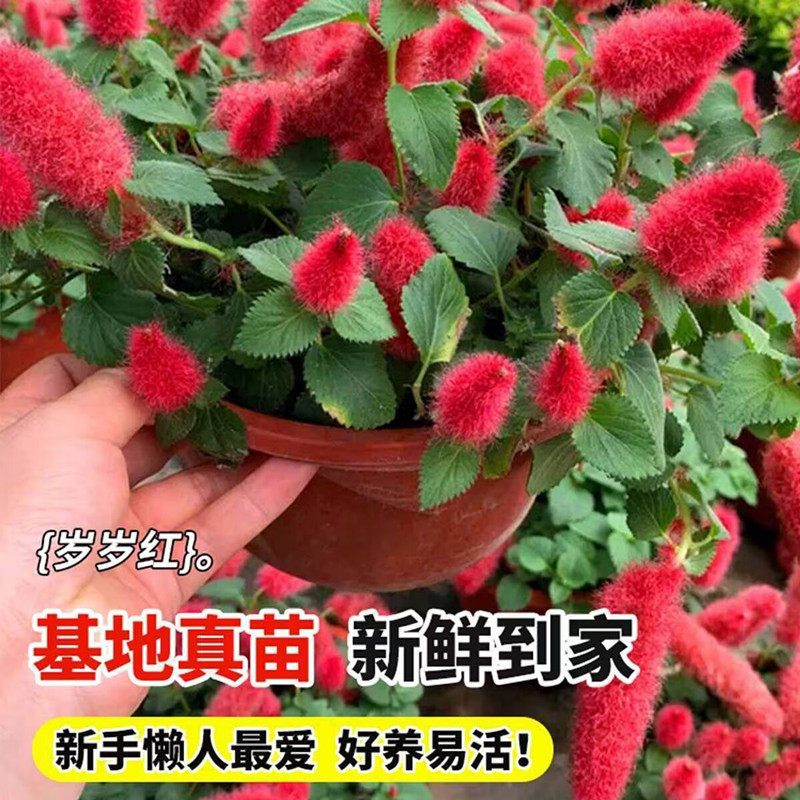 红樱吊兰盆栽红尾红穗铁苋菜狗尾红红色吊兰垂吊花卉岁岁红花苗