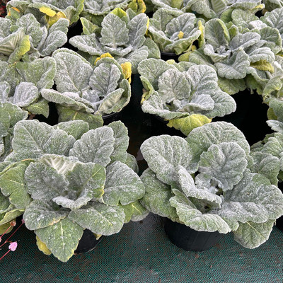 银灰鼠尾草盆栽阿尔忒弥斯庭院阳台银叶观叶观花植物耐寒花镜植物
