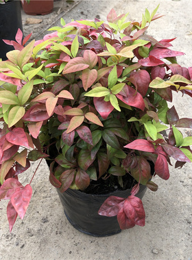 火焰南天竹盆栽阳台室外花卉湾流红矮人植物露天耐寒耐冻树苗植物