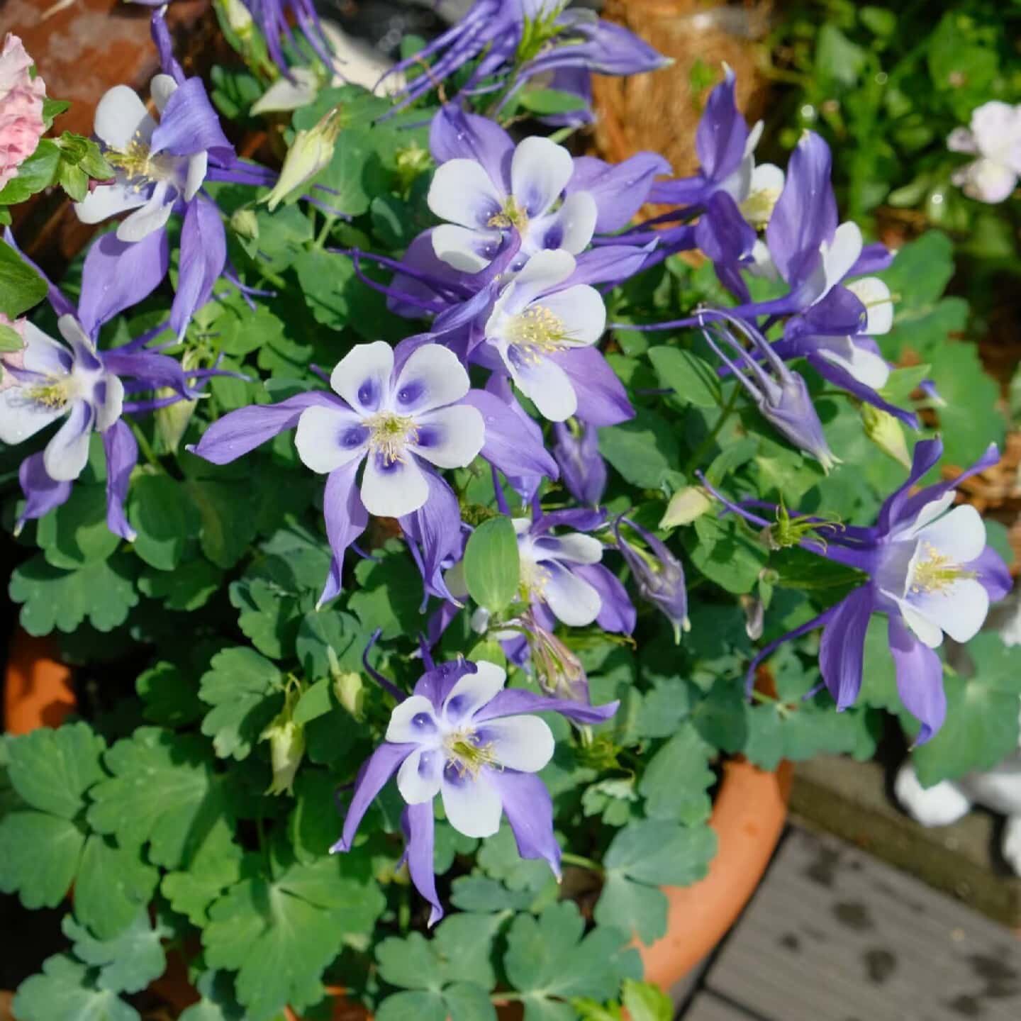 耧斗菜盆栽带花阳台庭院花卉植物好养花期长漏斗菜多年生花苗