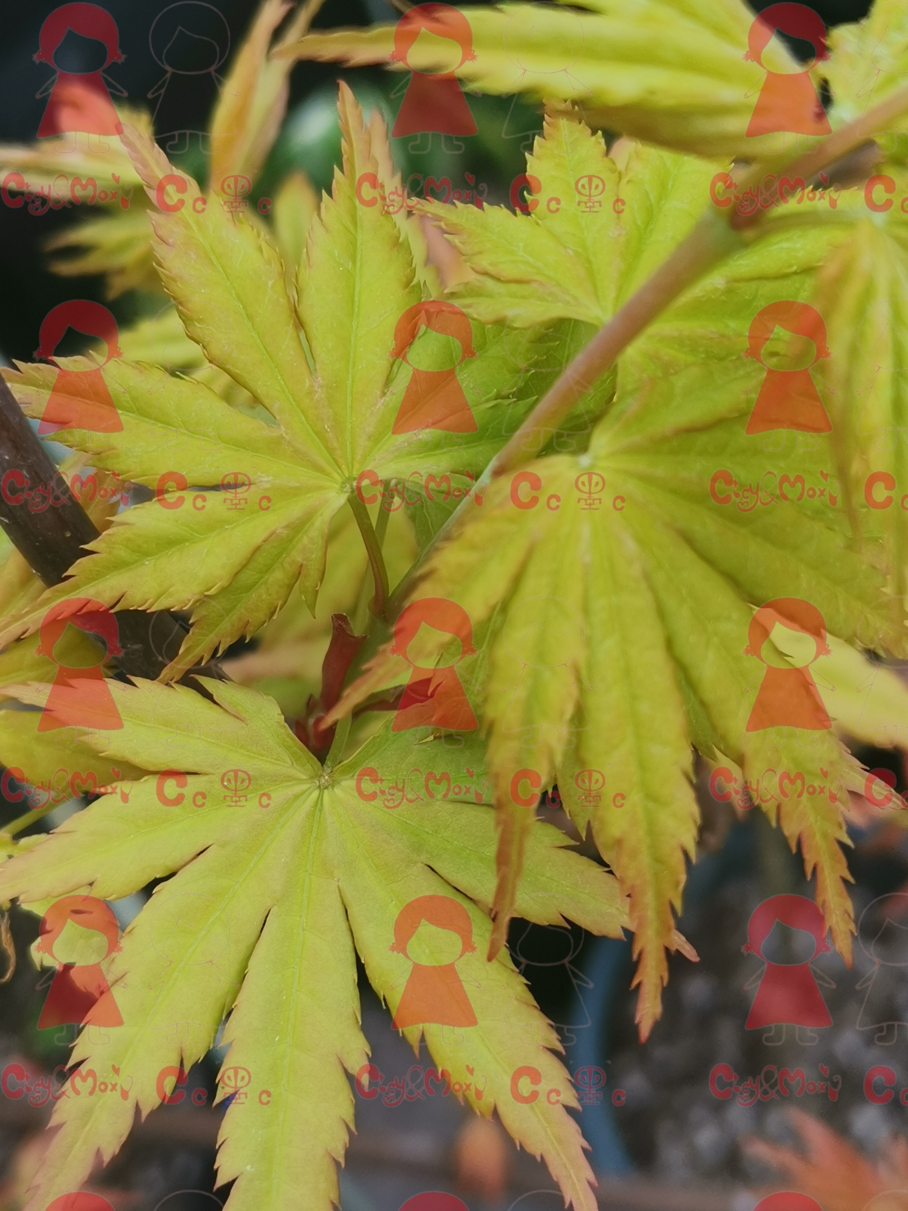 CicyMoxi黄金流泉枫树日本红枫禅意盆栽嫁接苗一物一拍顺丰包邮