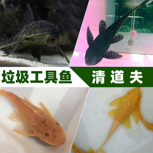 包邮 清道夫活体清洁鱼底栖鱼垃圾鱼水族箱中大型观赏鱼热带鱼活体