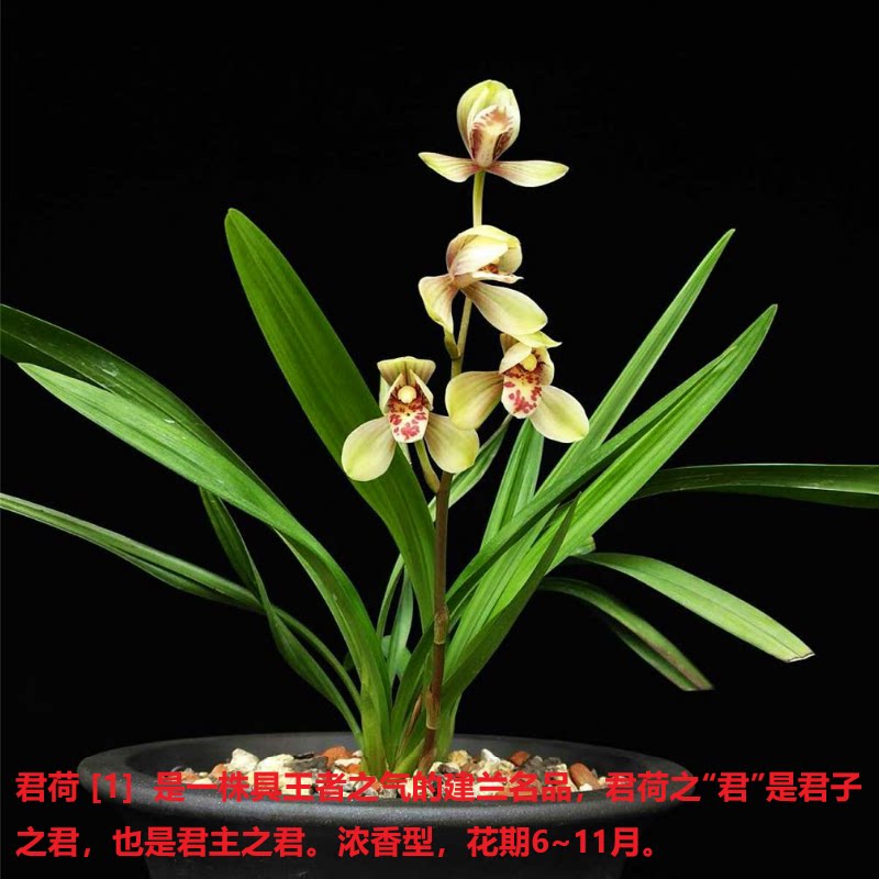 浓香荷瓣兰花苗建兰铭品君荷浓香阳台室内四季兰花卉绿植盆栽好养