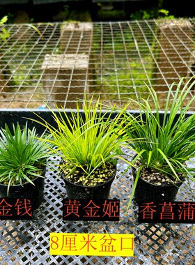 黄金姬菖蒲草随手香室内水培盆景