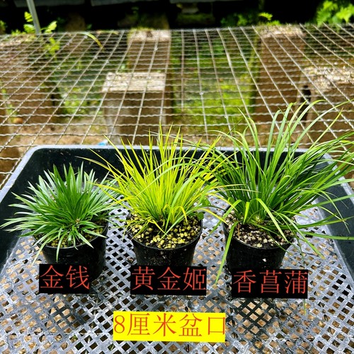 黄金姬菖蒲草随手香室内水培盆景