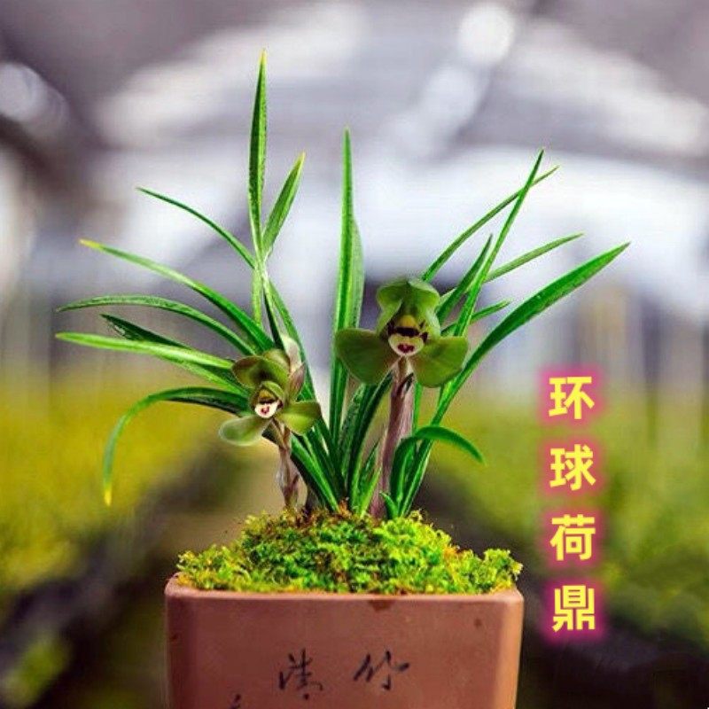 春兰铭品环球荷鼎雪山天草兰花苗带花苞浓香荷瓣室内花卉绿植盆栽