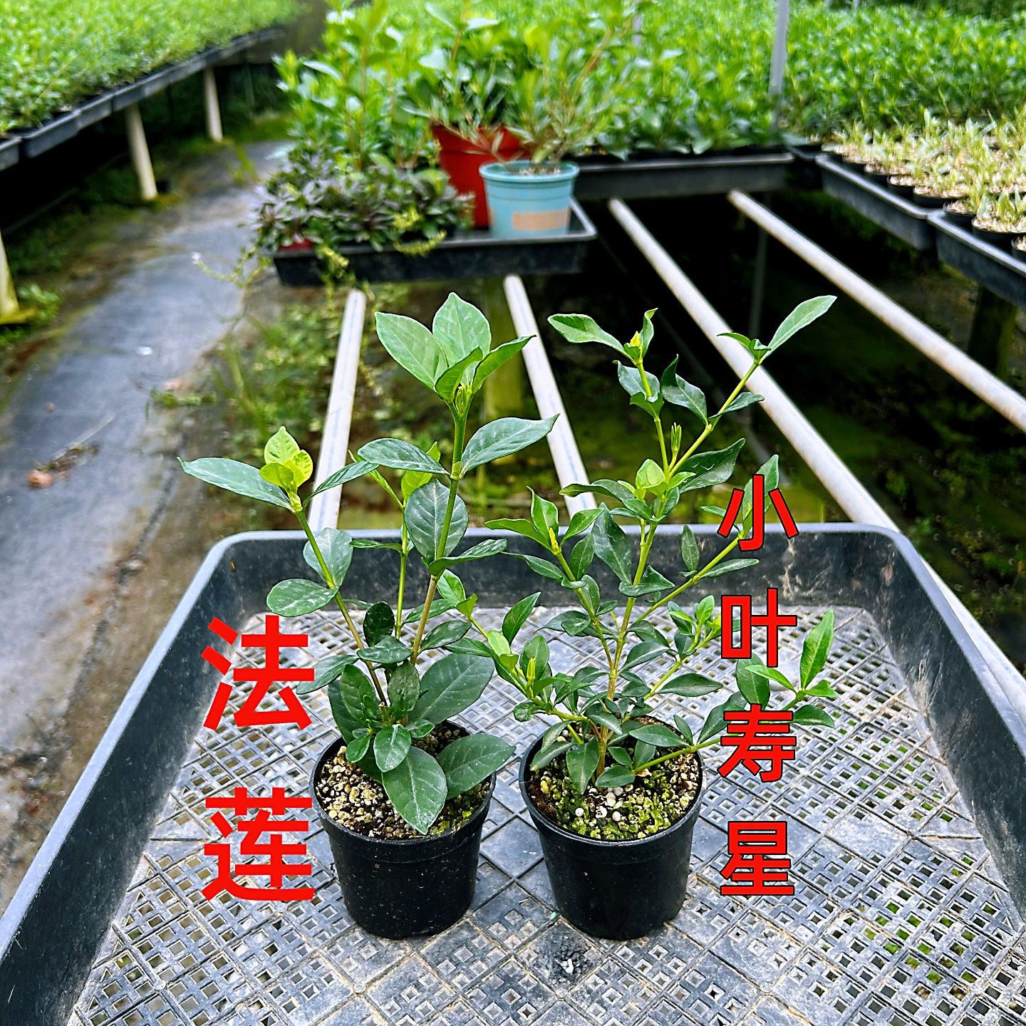 法莲栀子花小叶寿星浓香盆栽绿植