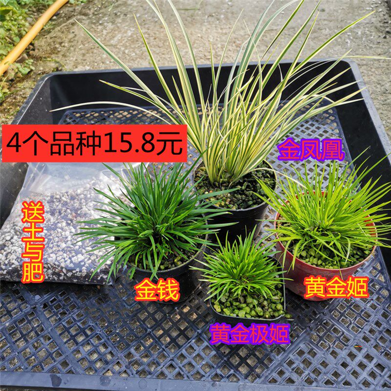 菖蒲盆景水培附石金钱贵船苔黄金极姬微型小绿植室内好养清仓花卉