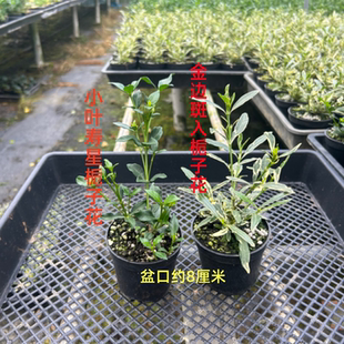 八重法莲栀子花小叶寿星盆栽金边斑入栀子花重瓣浓香多季开花绿植