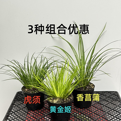 室内水培好养龟缸菖蒲草盆景