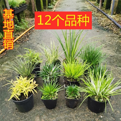 水培菖蒲微型盆景水陆缸好养绿植