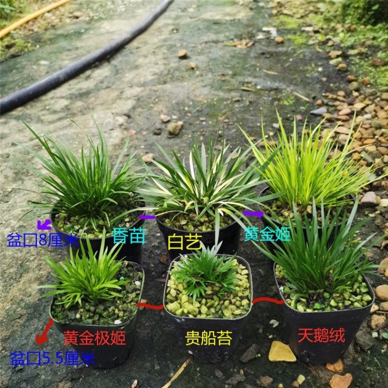 水培菖蒲苗金钱贵船苔蝉小川微型室内办公桌四季常青附石盆栽好养