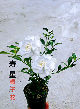 栀子花小叶寿星四季浓香型盆栽