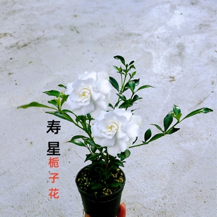 栀子花小叶寿星四季盆栽浓香型植物室内好养办公室桌面庭院小绿植