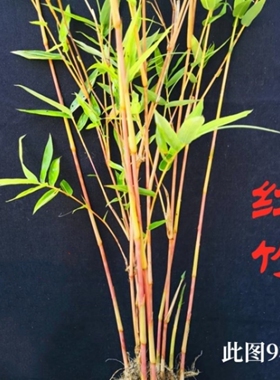 红竹红观音竹红寒竹内门竹室内水培绿植庭院好养植物盆景小叶盆栽