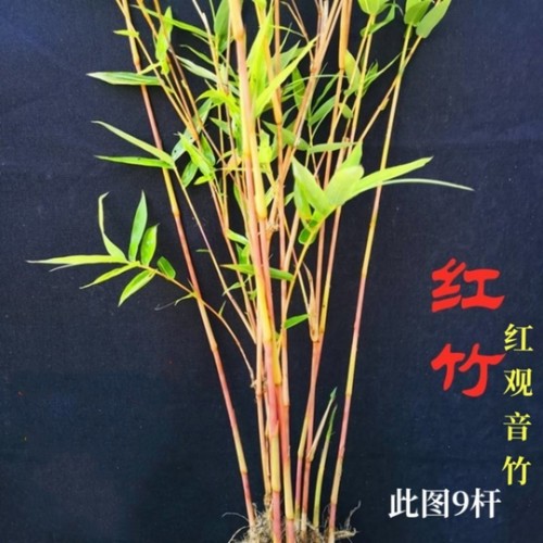 红竹苗红寒竹内门竹室内绿植盆栽