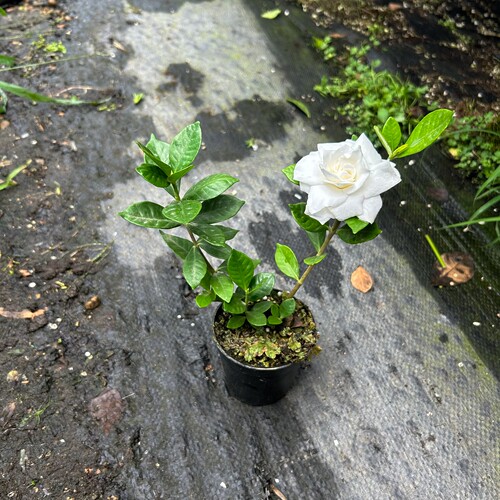 法莲重瓣浓香栀子花盆栽勤花